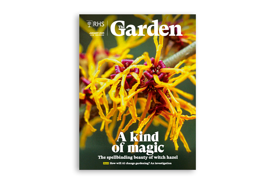 Stave off the winter gloom with the spellbinding beauty of supremely hardy&nbsp;Hamamelis. Explore AI and gardening and whether it is time to embrace this momentous technological innovation. Discover the tale of&nbsp;Corylus avellana&nbsp;&lsquo;Contorta&rsquo; and the man who made it famous. See four experts&rsquo; picks for top everlasting blooms for growing and drying. Visit the garden at Wiltshire&rsquo;s Iford Manor &ndash; a magical sanctuary steeped in history.Available for members on RHS The Garden app.